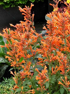 AGASTACHE Kudos Mandarin